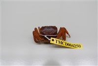 藏品(奧氏後相手蟹)的圖片